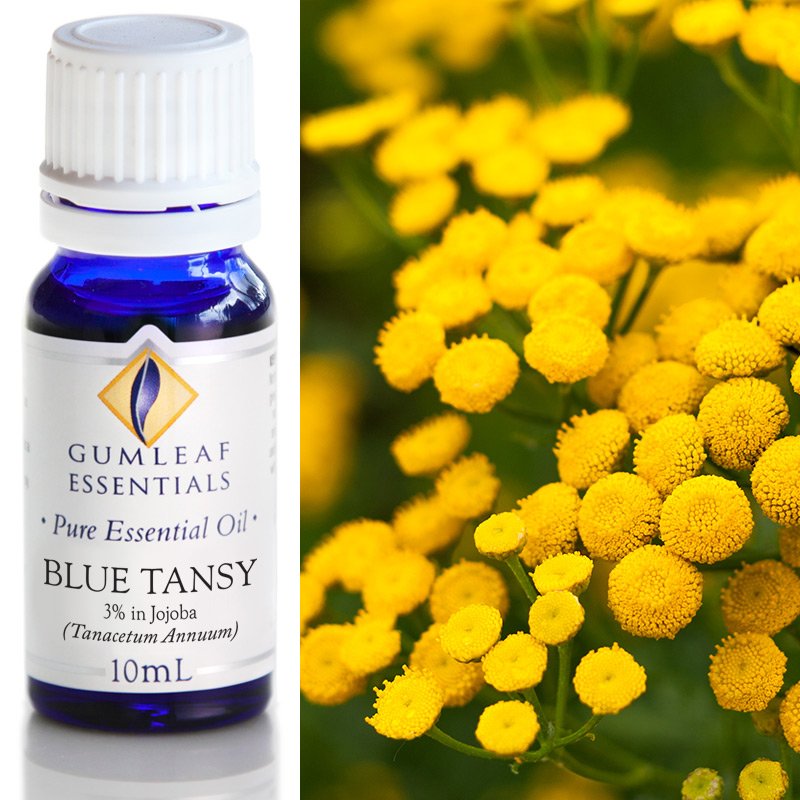 Blue Tansy (3% in Jojoba) Pure Essential Oil 10ml